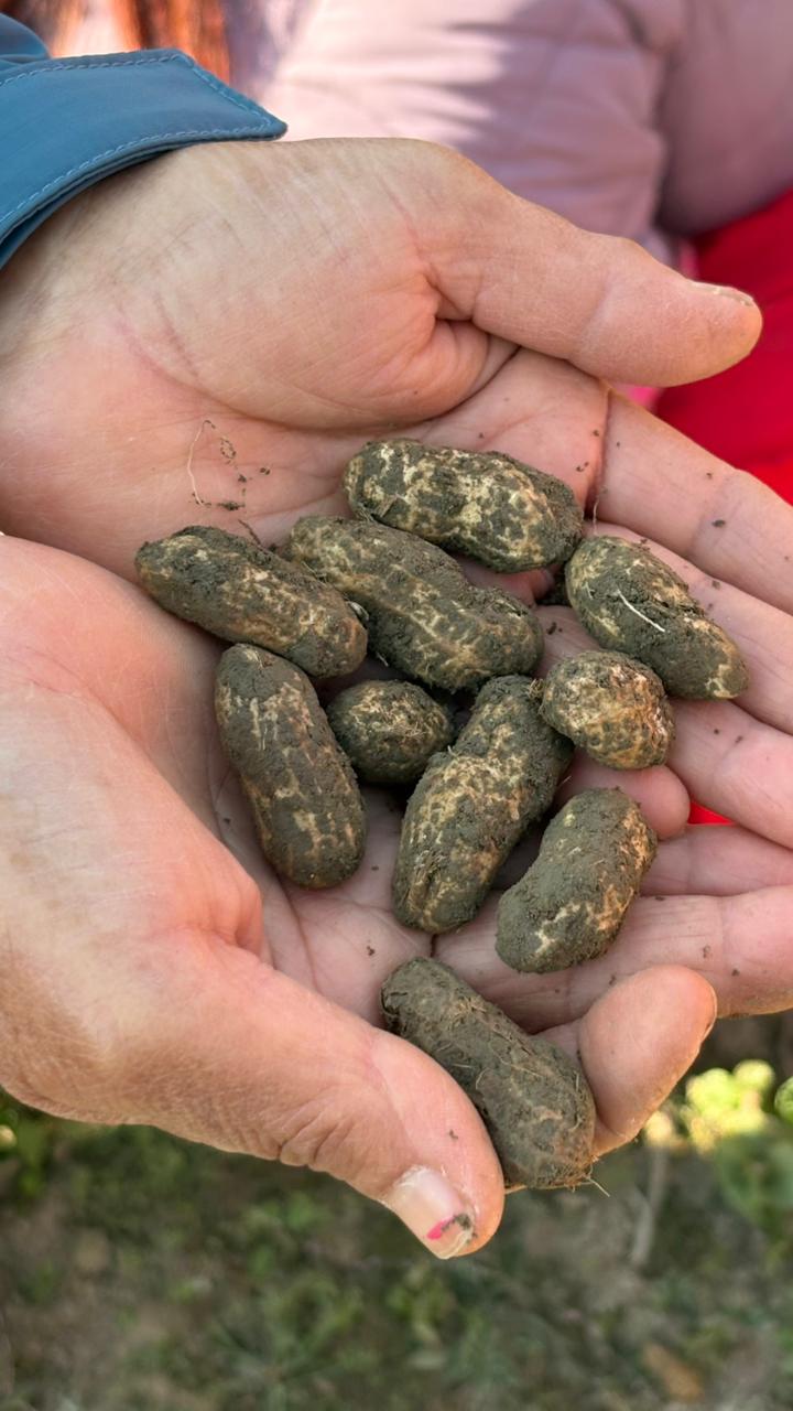 Organic Peanut Fields in Ghachok