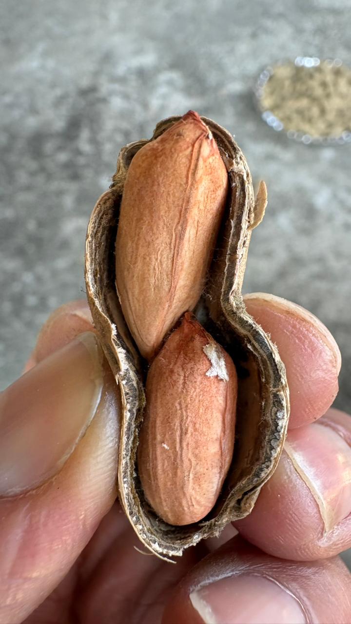Local Raw Peanuts